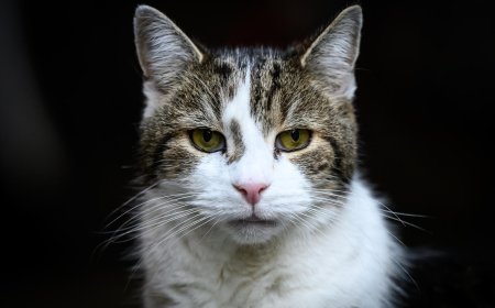 Larry: 15 χρόνια στο Νο 10 και έξι πρωθυπουργοί στο… βιογραφικό του