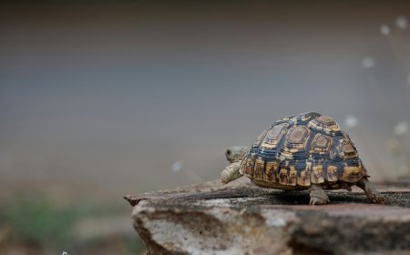 Χελώνα με δύο κεφάλια βρέθηκε στην Αιτωλοακαρνανία