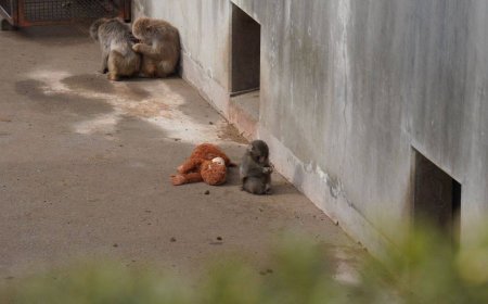Ένα μαϊμουδάκι κι ένα λούτρινο παιχνίδι: Σπαρακτικό βίντεο από ζωολογικό κήπο