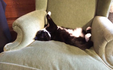 Πάλμερστον ο γάτος: Πέθανε ο «διπλωμάτης» του Φόρεϊν Όφις