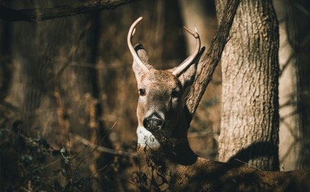 Ζαρκάδια στο Σέιχ Σου: Μια υπέροχη εικόνα για πρώτη φορά μετά από δεκαετίες