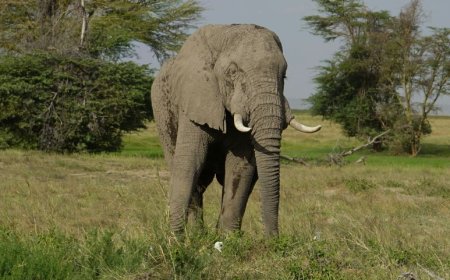 Βόλτα με ελέφαντα: Αυτή είναι η πρώτη ασιατική χώρα που την απαγορεύει σε τουριστικές εγκαταστάσεις