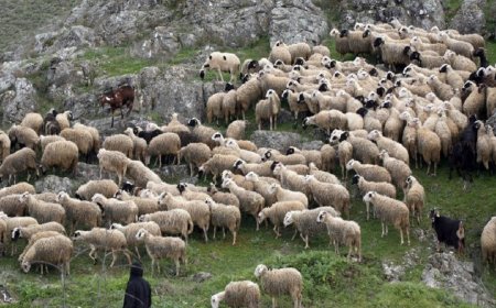 Μειωμένα τα κρούσματα ευλογιάς σε όλη τη χώρα – 11 σε επτά Περιφέρειες την τελευταία εβδομάδα