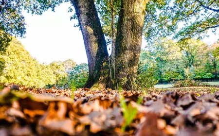 Δήμος Φυλής: Διάκριση από την Ευρωπαϊκή Ένωση για ανθεκτικό και βιώσιμο περιβάλλον