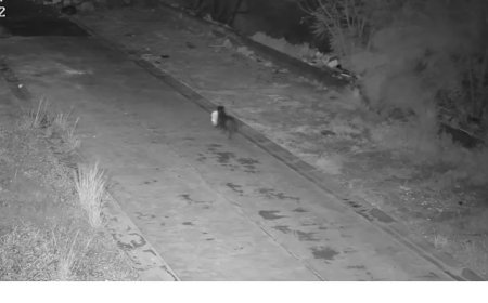 Σκύλος πάει τα σκουπίδια: Απίστευτο βίντεο από την Ιταλία