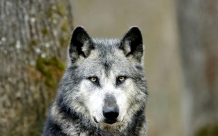 Λύκος Τατόι: «Με ακολούθησε, με δάγκωσε και με έγδαρε στη μέση»