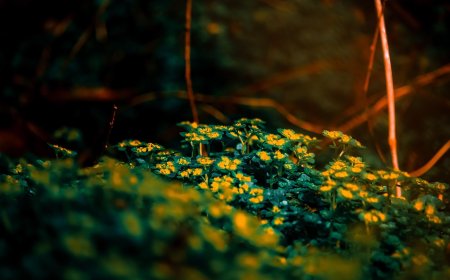 Δήμος Μοσχάτου – Ταύρου: Ανακύκλωση, πράσινα έργα και βιώσιμη ανάπτυξη στη Verde-tec