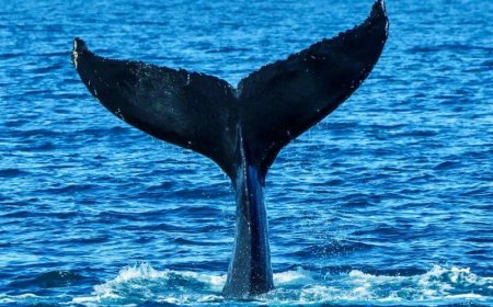 Βραβεία World Nature Photography: Αυτή η φωτογραφία πήρε την πρώτη θέση