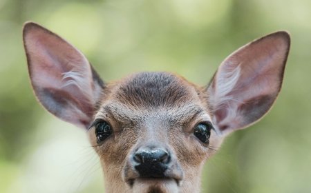 Ελάφια Πάρνηθα: Τραυματισμένο ζώο βρέθηκε στο πάρκινγκ του τελεφερίκ
