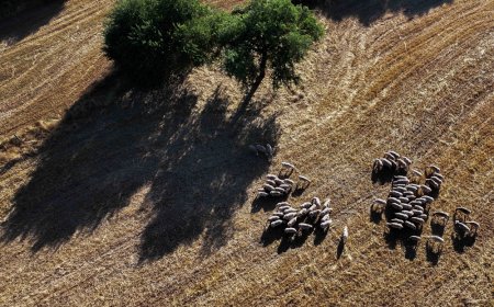 Έβαψε τα πρόβατα κόκκινα: Απίστευτο περιστατικό στην Κρήτη