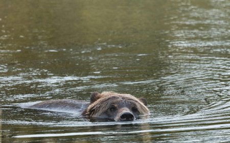 Αρκούδες Νυμφαίο: Νωρίτερα η έξοδος από τον λήθαργο