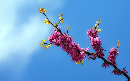 Καιρός τον Μάρτιο: Αντικυκλώνας φέρνει ήλιο και ήπιο καιρό την πρώτη εβδομάδα