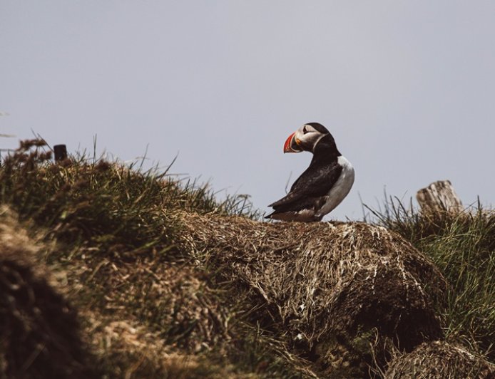 Μετρώντας θαλάσσιους παπαγάλους: Ζητούνται εθελοντές να ζήσουν σε απομονωμένο νησί