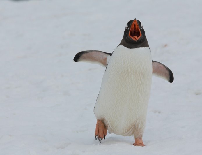 Πιγκουίνοι στο ζωολογικό κήπο του Πίτσμπουργκ «έκλεψαν» τις καρδιές με τα παιχνίδια τους στο χιόνι