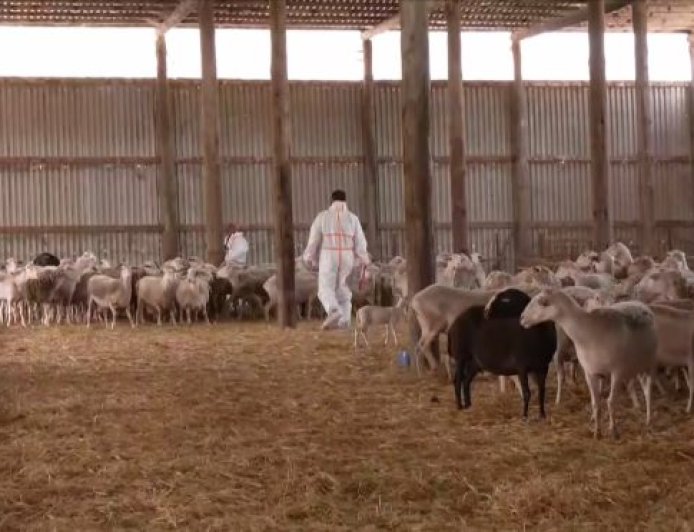 Στρατιωτικοί κτηνίατροι στη μάχη κατά της ευλογιάς αιγοπροβάτων