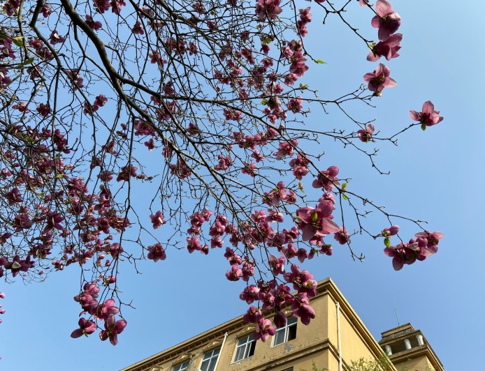 Τροχαίο με παράσυρση πεζού: Πατέρας ξυλοκόπησε τον οδηγό που είχε τραυματίσει το παιδί του