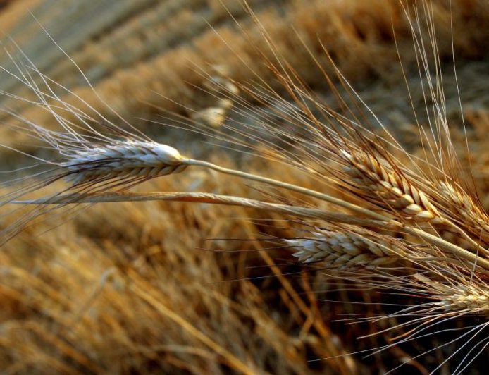 Καθαρισμός οικοπέδων 2026: Χρονοδιάγραμμα, πρόστιμα και νέες κυρώσεις για ιδιοκτήτες