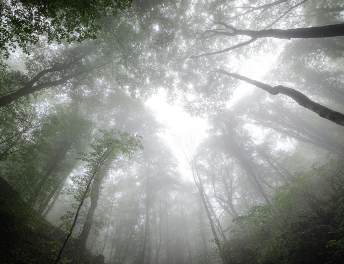 «Μονοπάτια Αναγέννησης» στην Πεντέλη – Πρωτοβουλία Δήμου Διονύσου και WWF
