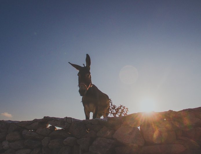 Διαρρήκτης με… γαϊδούρι: Απίστευτο περιστατικό στην Τουρκία