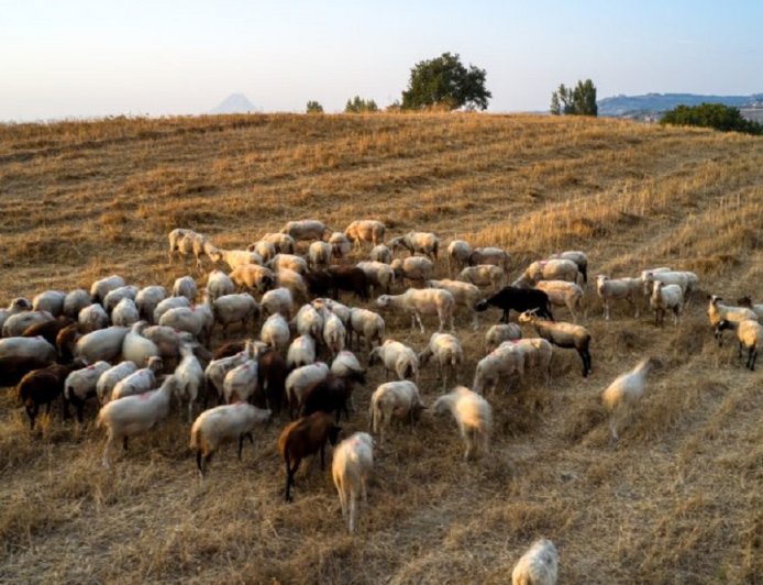 Ευλογιά αιγοπροβάτων: 476.839 θανατώσεις από τον Αύγουστο 2024 – Νέα περιστατικά σε 7 Περιφερειακές Ενότητες