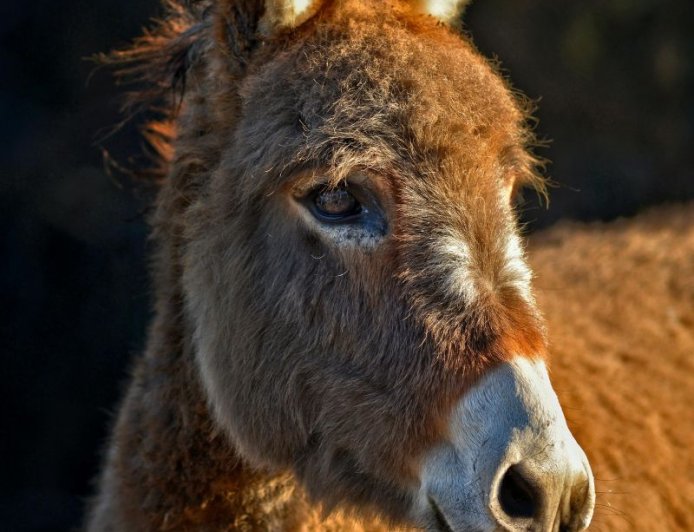 Τουρκία: Ληστής κλέβει κοσμήματα και… φεύγει καβάλα σε γαϊδούρι