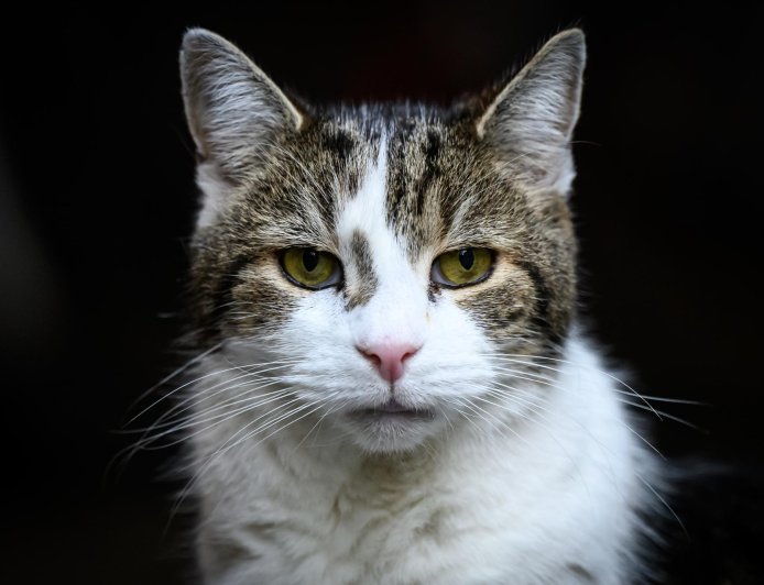 Larry: 15 χρόνια στο Νο 10 και έξι πρωθυπουργοί στο… βιογραφικό του