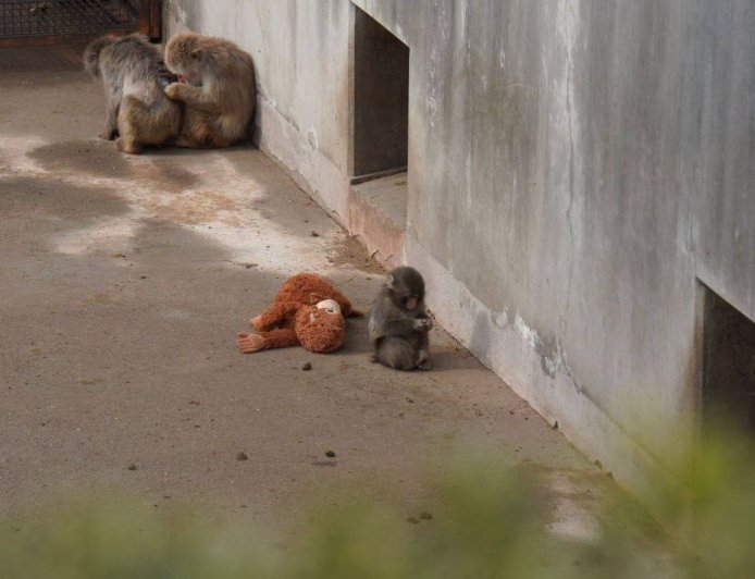 Ένα μαϊμουδάκι κι ένα λούτρινο παιχνίδι: Σπαρακτικό βίντεο από ζωολογικό κήπο