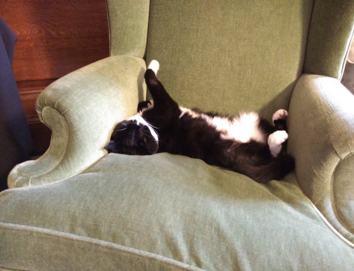 Πάλμερστον ο γάτος: Πέθανε ο «διπλωμάτης» του Φόρεϊν Όφις