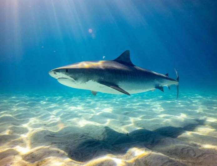 Καρχαρίας στην Ανταρκτική: Κολύμπησε για πρώτη φορά στα παγωμένα νερά