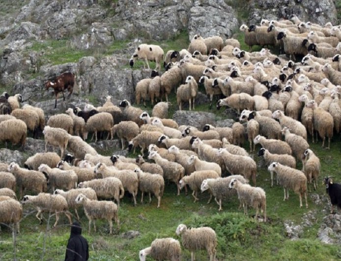 Μειωμένα τα κρούσματα ευλογιάς σε όλη τη χώρα – 11 σε επτά Περιφέρειες την τελευταία εβδομάδα
