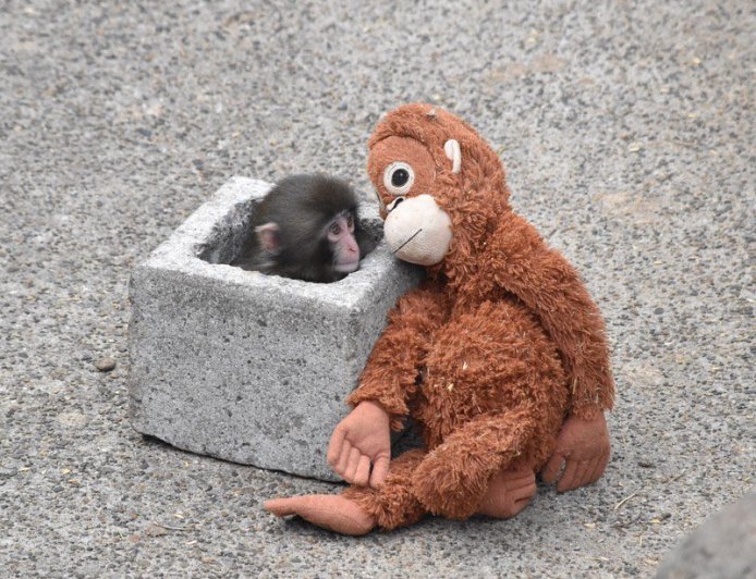 Μαϊμουδάκι με λούτρινο: Viral συγκίνηση στην Ιαπωνία