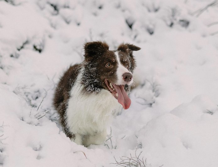 «Μαζέψτε τα σκ… του σκύλου σας»
