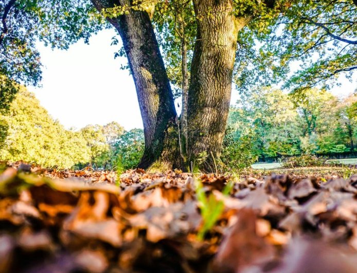 Δήμος Φυλής: Διάκριση από την Ευρωπαϊκή Ένωση για ανθεκτικό και βιώσιμο περιβάλλον