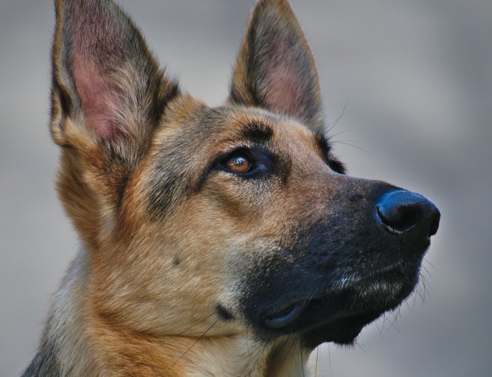 Επίθεση από σκύλο: Τρόμος στη Μαγούλα