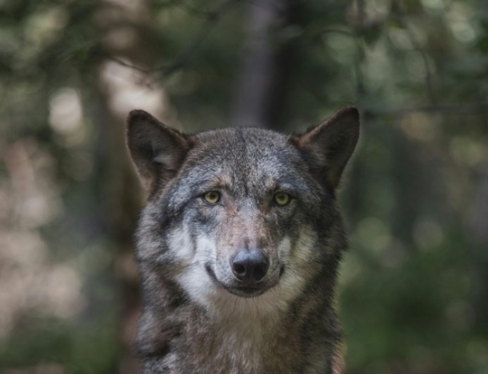 Λύκος Τατόι: Τρόμος για παρέα περιπατητών