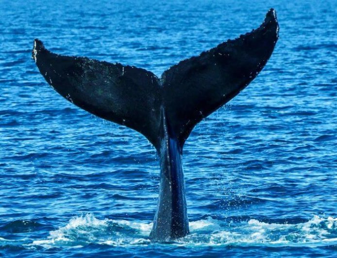 Βραβεία World Nature Photography: Αυτή η φωτογραφία πήρε την πρώτη θέση