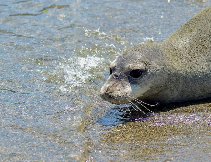 Φώκια έκοβε… βόλτες στη Φθιώτιδα – Τη συνόδευσαν με ασφάλεια στη θάλασσα (Βίντεο)