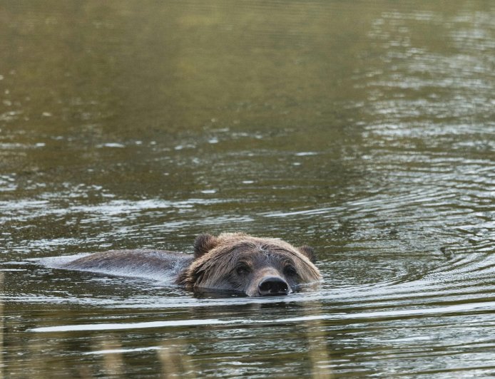 Αρκούδες Νυμφαίο: Νωρίτερα η έξοδος από τον λήθαργο