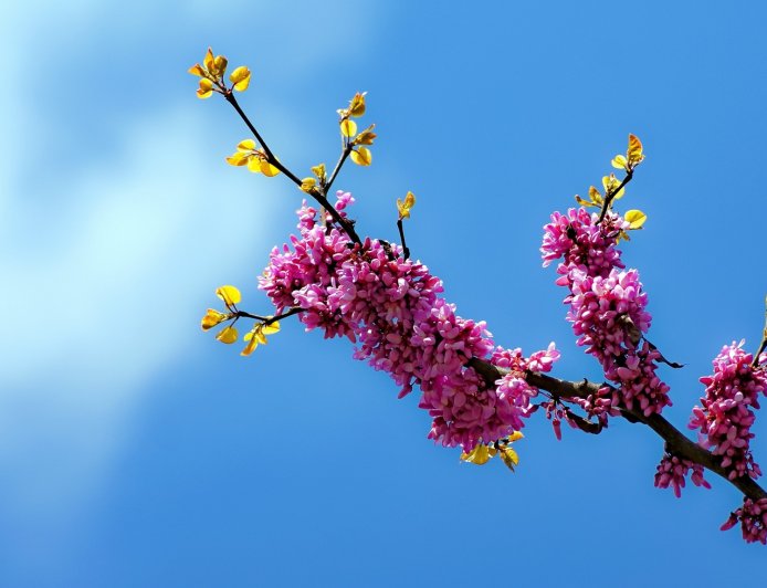 Καιρός τον Μάρτιο: Αντικυκλώνας φέρνει ήλιο και ήπιο καιρό την πρώτη εβδομάδα