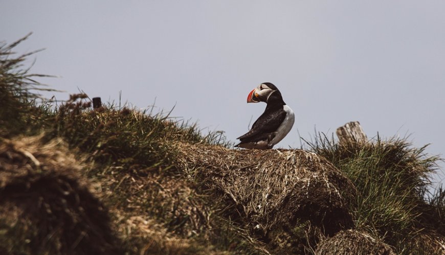 Μετρώντας θαλάσσιους παπαγάλους: Ζητούνται εθελοντές να ζήσουν σε απομονωμένο νησί