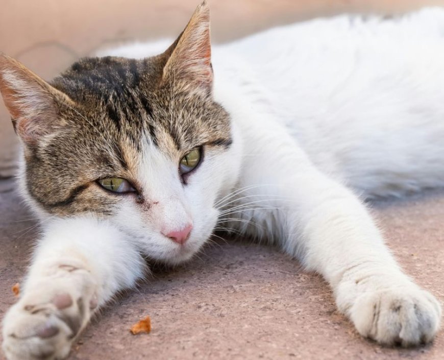 Δάγκωσε το αυτί: Γυναίκα στη Θεσσαλονίκη επιτέθηκε στον σύντροφό της για μία γάτα