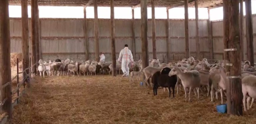 Στρατιωτικοί κτηνίατροι στη μάχη κατά της ευλογιάς αιγοπροβάτων