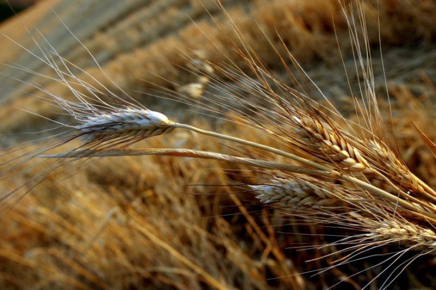 Καθαρισμός οικοπέδων 2026: Χρονοδιάγραμμα, πρόστιμα και νέες κυρώσεις για ιδιοκτήτες