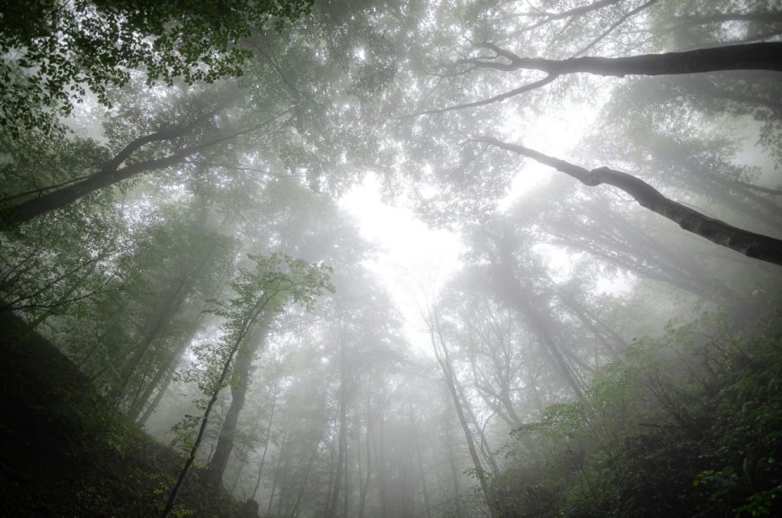 «Μονοπάτια Αναγέννησης» στην Πεντέλη – Πρωτοβουλία Δήμου Διονύσου και WWF