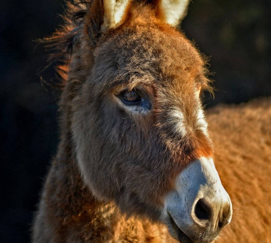 Τουρκία: Ληστής κλέβει κοσμήματα και… φεύγει καβάλα σε γαϊδούρι