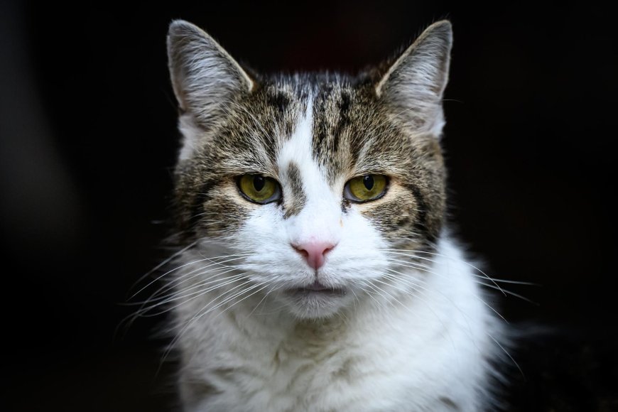 Larry: 15 χρόνια στο Νο 10 και έξι πρωθυπουργοί στο… βιογραφικό του