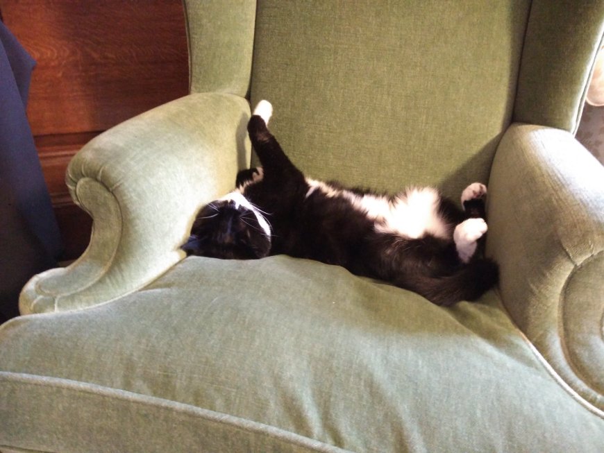 Πάλμερστον ο γάτος: Πέθανε ο «διπλωμάτης» του Φόρεϊν Όφις