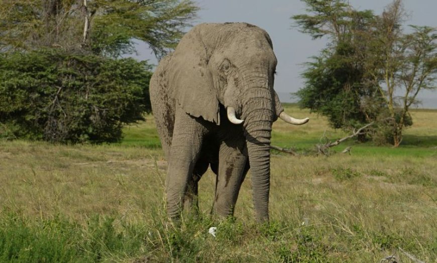 Βόλτα με ελέφαντα: Αυτή είναι η πρώτη ασιατική χώρα που την απαγορεύει σε τουριστικές εγκαταστάσεις