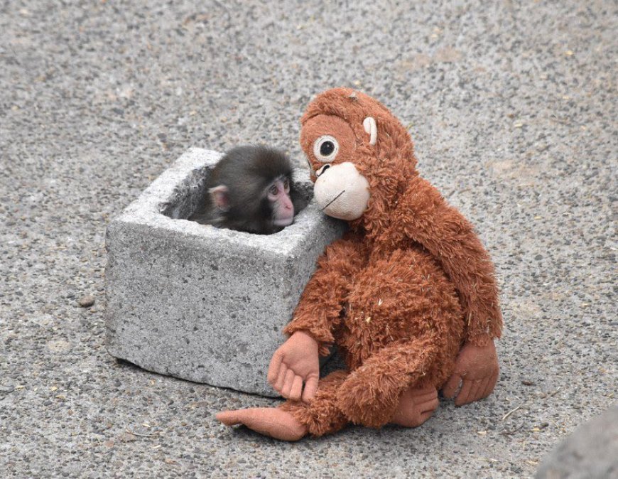 Μαϊμουδάκι με λούτρινο: Viral συγκίνηση στην Ιαπωνία