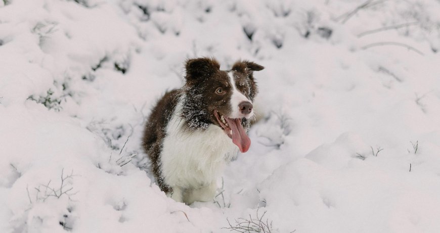 «Μαζέψτε τα σκ… του σκύλου σας»